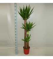 Yucca 120/80/40 XL