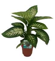 Dieffenbachia Tropic Snow