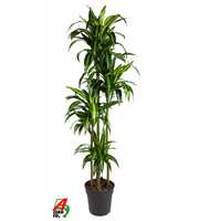 Dracaena Hawaiiana 120-90-60-30