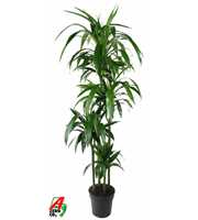 Dracaena Janet Craig 120-90-60-30