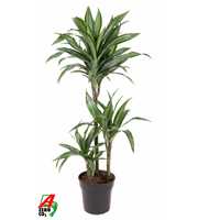 Dracaena Ulises 60-30-15