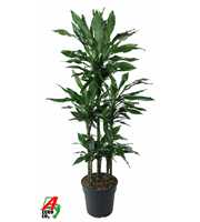 Dracaena Janet Lind 90-carrousel