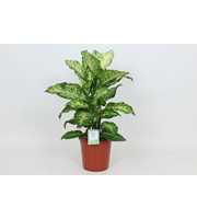 Purify Dieffenbachia Mars 24 cm