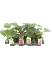 Alcea rosea Chart. Double Mix