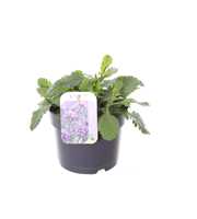 Verbena bonariensis
