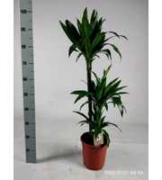 Dracaena Janet Craig 60-30-15 100cm