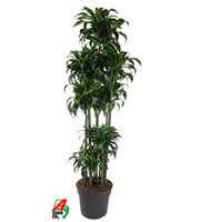 Dracaena Dorado 150-carrousel