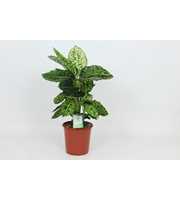 Purify Dieffenbachia Reflector 24 cm