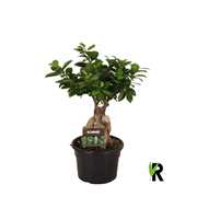 Ficus micr. Ginseng in kunststof pot