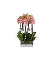 Phalaenopsis Ravello, 2 spike 18+