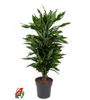 Dracaena Janet Lind vertakt P24