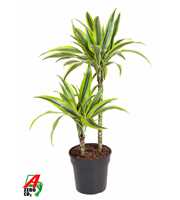 Dracaena Lemon Lime 45-15