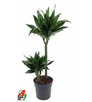 Dracaena Green Jewel 45-15