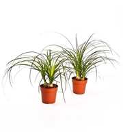 Nolina Recurvata 12cm - 3 per pot