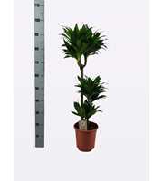 Dracaena compacta 60-30-15 95cm