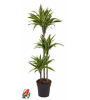 Dracaena Lemon Lime 90-60-30