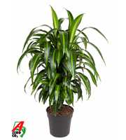 Dracaena Hawaiiana vertakt P24