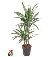 Dracaena Warneckei 45-15