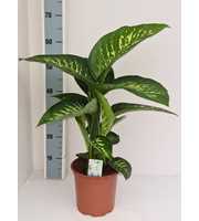 Dieffenbachia Tropic Snow