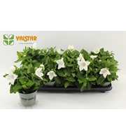 Platycodon 12cm astra Wit