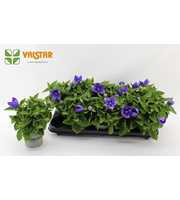 Platycodon 12cm astra Blauw