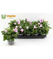 Platycodon 12cm astra Roze
