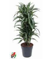 Dracaena Ulises vertakt P27