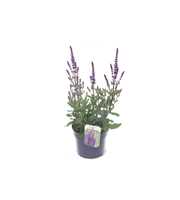 Salvia nemorosa Caradonna