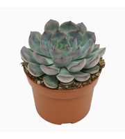 Echeveria hercules 10,5 cm