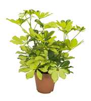 Schefflera Melanie Vertakt