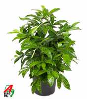 Dracaena Surculosa bush P24