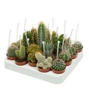 Cactus mix 5,5 cm met picker