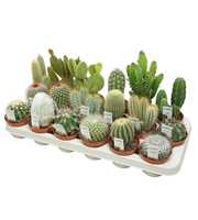 Cactus mix 8,5 cm met foto etiket