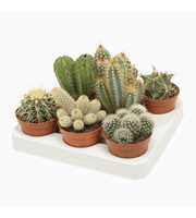 Cactus mix 8,5 cm in 8 gaats tray