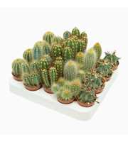 Cactus mix 5,5 cm op rij