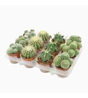 Bolcactus mix 8,5 cm in 12 gaats tray