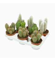 Cereus mix 10,5 cm in 8 gaats tray