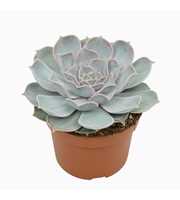 Echeveria lila china 10,5 cm