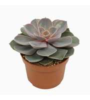 Echeveria pearl van neurenberg 10,5 cm