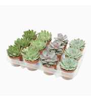 Echeveria mix 8,5 cm in 12 gaats tray