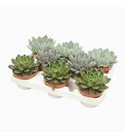 Echeveria mix 10,5 cm in 8 gaats tray