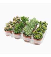 Crassula mix 8,5 cm in 12 gaats tray