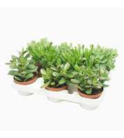 Crassula mix 10,5 cm in 8 gaats tray