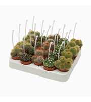 Bolcactus mix 5,5 cm met picker