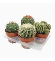 Bolcactus mix 15 cm