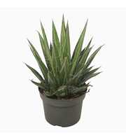 Agave filifera 13 cm