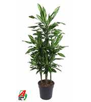 Dracaena Cintho 90-carrousel