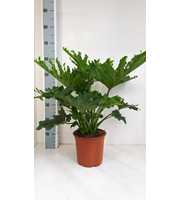 Philodendron selloum hope