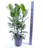 Ficus Audrey toef 3 stekken pp