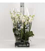 Phalaenopsis overig wit 6 tak wit Goddess